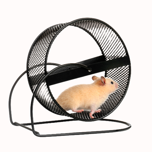 Innerverse Coaching: lösen > werden > sein 19 Hamsterrad 2