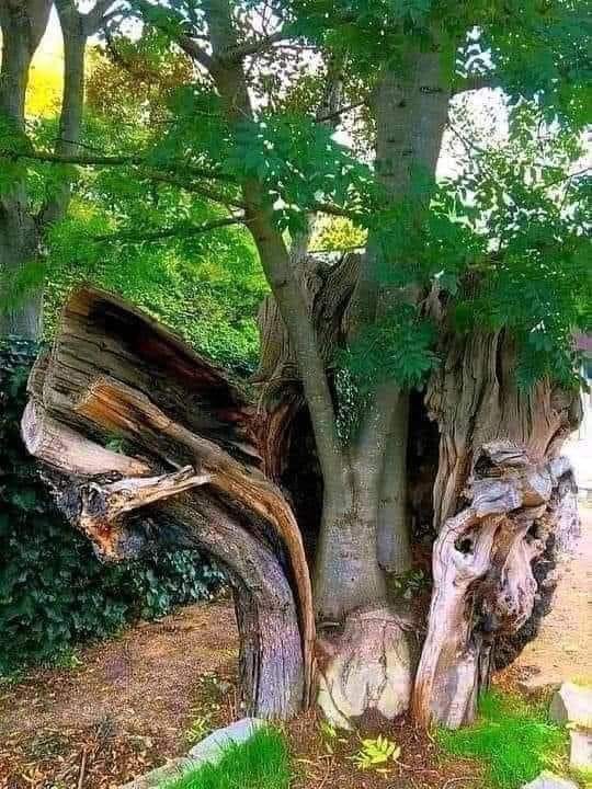 baum im baum